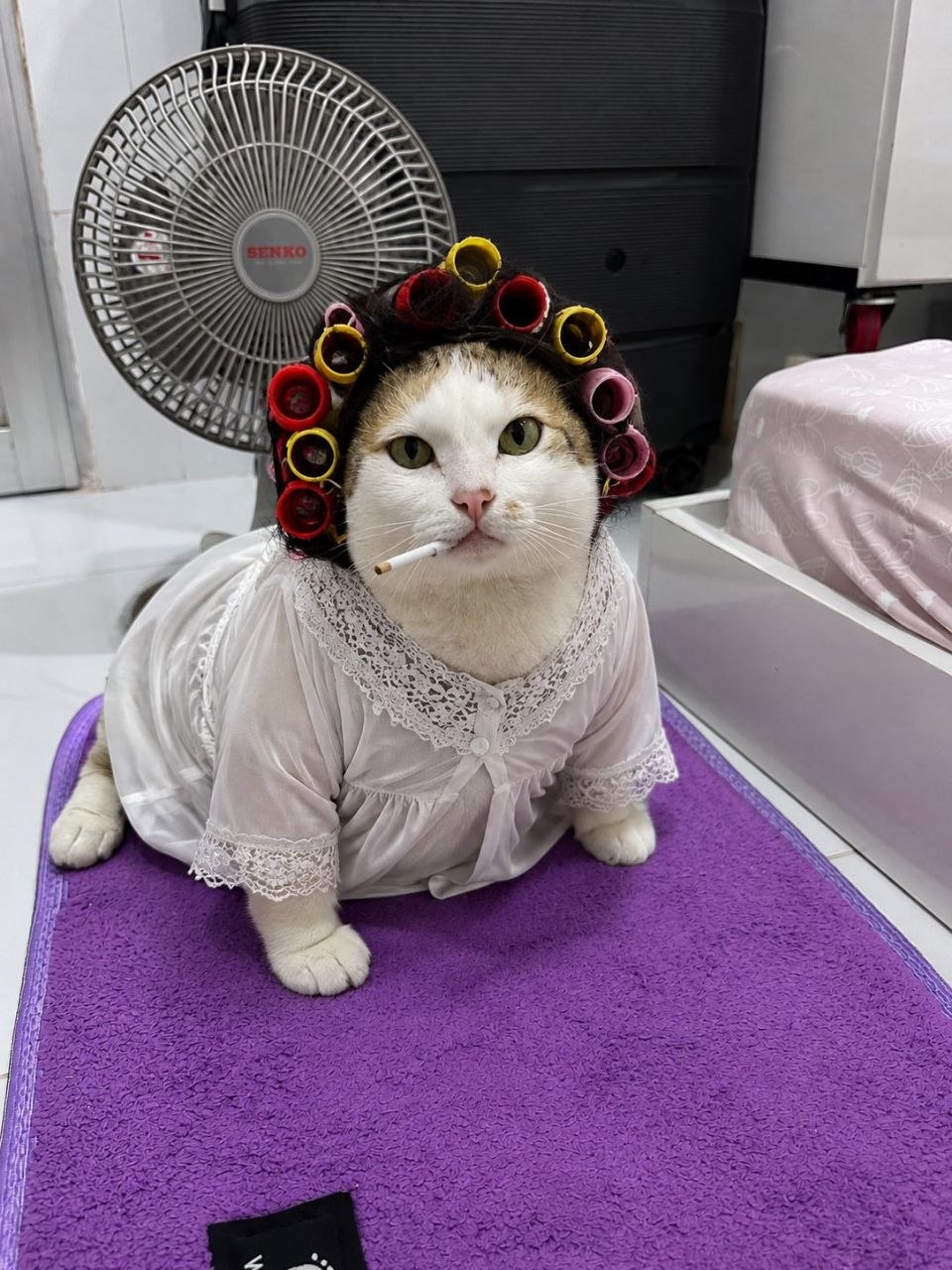 Móm — a real cat in hair curlers and a white lace nightgown, sitting calmly on a purple bath mat in front of a fan