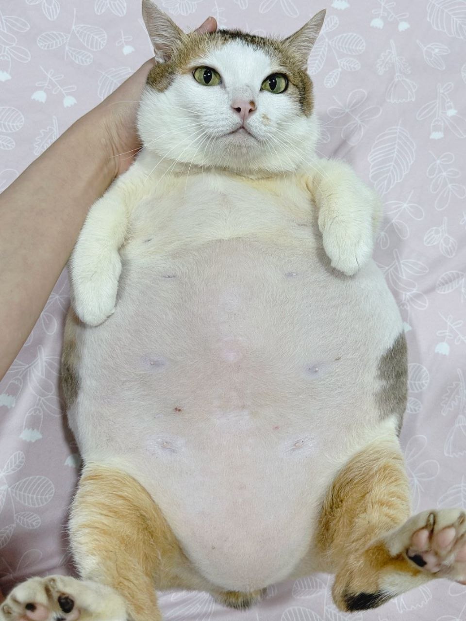 Móm lying on her back on a floral bedsheet, heavily pregnant belly on full display