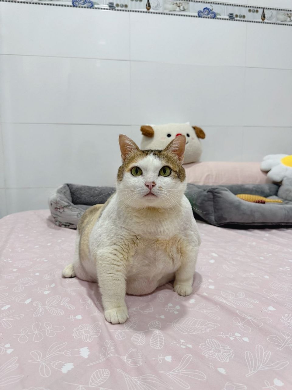 Móm sitting upright on a pink bedsheet, looking straight at the camera